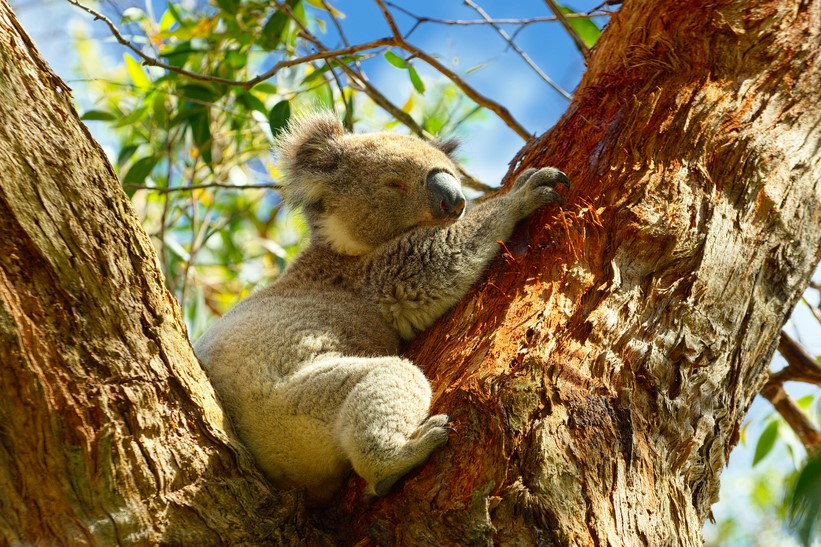 koala bear in tree