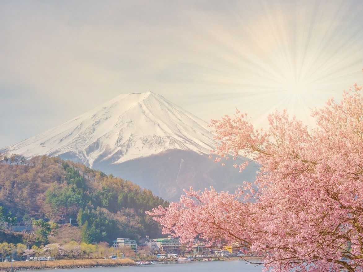 Cherry blossom tree in front of Mt. Fuji