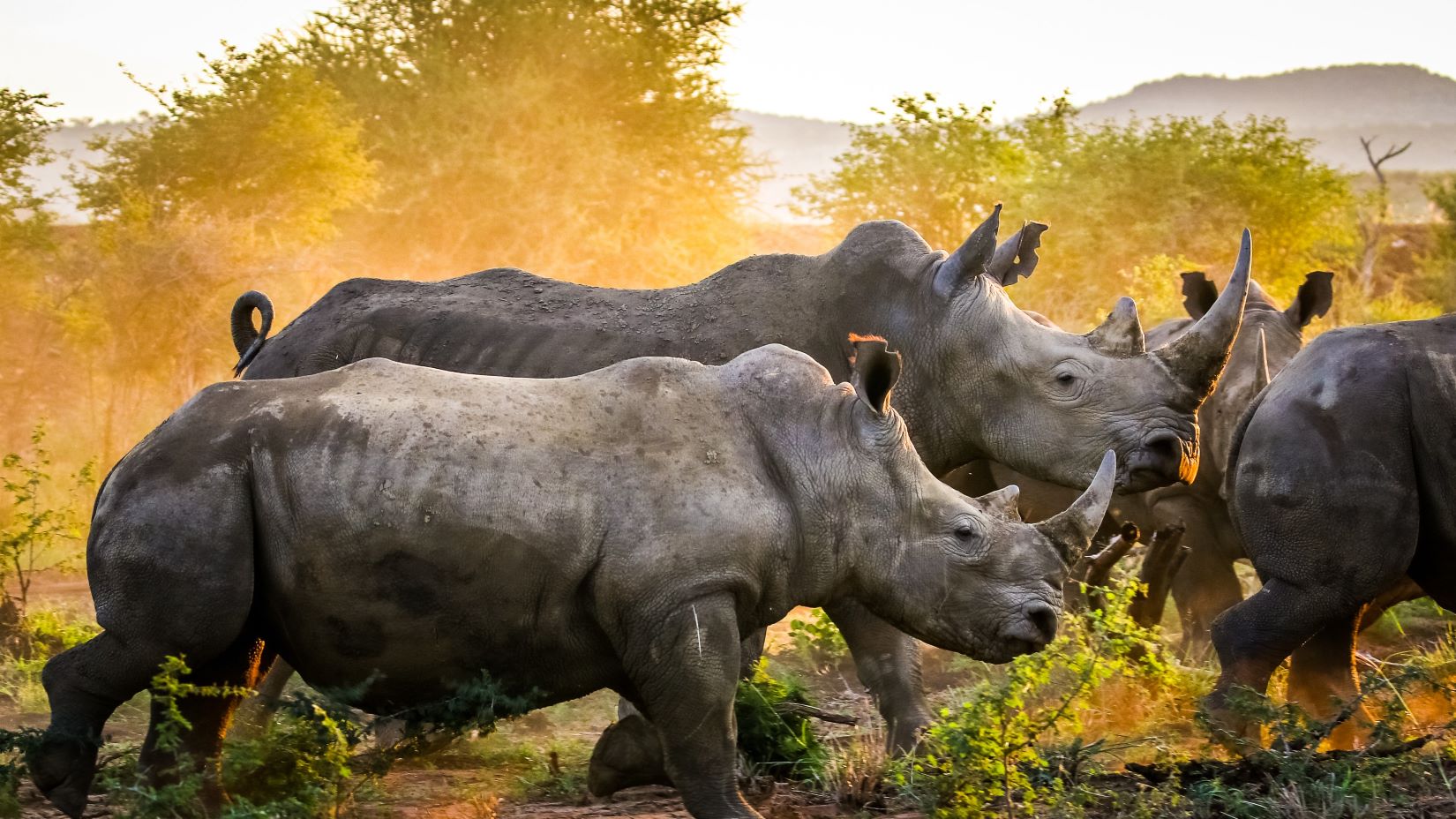 rhino herd running